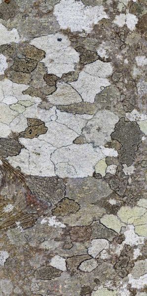 Washington, Seabeck Tree bark with lichen growth